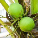 young-coconut-fruit-on-the-coconut-tree-fresh-green-coconut-palm-tree-tropical-fruit-on-plant-in-the-garden-on-summer-free-photo-2